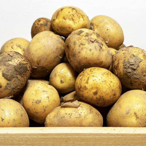Nueva Temporada, Patatas Frescas Orgánicas de Variedad Holandesa, Pulpa Amarilla Brillante, Forma Larga, Venta al por Mayor a Bajo Precio, Exportación a Todo el Mundo, ECO - Product Image 1