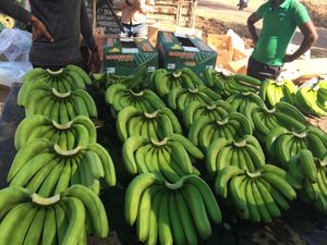 2025เวียดนามใหม่ Cavendish กล้วยเขียวกล้วยส่งออกจากเวียดนามบัวสีน้ำเงิน - Product Image 6