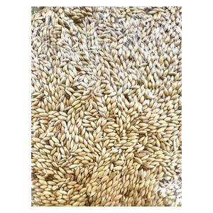 Graines à canaris en vrac stock disponible pour les marchés internationaux - Product Image 1