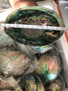 Coquille d'Abalone brute de haute qualité, nacre et nacre de perle, naturelle, polie, verte/blanche, coquillage, décoration d'intérieur, irisé bleu - Product Image 5