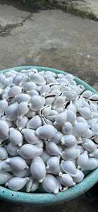 Coquilles de cauri naturelles blanches de qualité supérieure pour décor et accessoires de thème côtier - Product Image 3