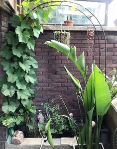 Arco de boda de cenador de jardín de metal, combinación de 2 tamaños para varias plantas trepadoras, fiesta de cumpleaños, decoración de fiesta nupcial - Product Image 2