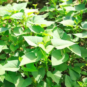 ใบมันเทศแช่แข็งจำนวนมาก | พืชใหม่เวียดนามสำหรับอาหารเอเชีย - Product Image 5