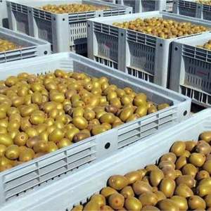 Kiwi biologique de qualité supérieure 100% frais Variété Hayward de classe I Haute teneur en Brix 9,5+ Grade d'exportation Mûr Vente en gros - Product Image 3