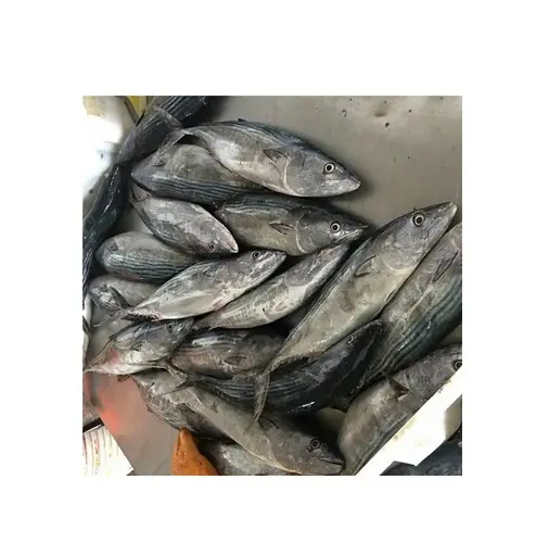 Miglior prezzo di fabbrica del pesce tonno intero congelato naturale disponibile In grande quantità