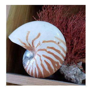 Carcasa Nautilus artística para coleccionistas y diseñadores de decoración de Vietnam Company 99 Gold Data Nautilus Shell - Product Image 3