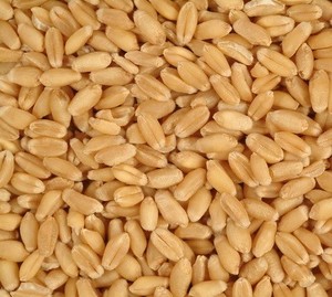 High Quality <b>Wheat</b> Grain in Bulk <b>Wheat</b> Grain - Product Image 6