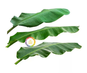 FEUILLES DE BANANE CONGELÉES EMBALLAGES SOUS VIDE POUR EMBALLAGE ET CUISSON DES ALIMENTS FEUILLES DE QUALITÉ SUPÉRIEURE POUR L'EXPORTATION DU VIETNAM - Product Image 3