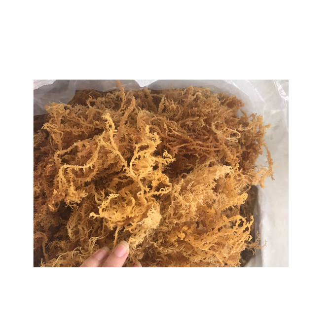 Вьетнам сушеная пища-EUCHEUMA COTTONII/ GRACILARIA/SARGASSUM/ ULVA LACTUCA морские водоросли-84 327076054