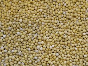 Graines de moutarde jaune entières | Achetez des graines de moutarde en gros - Product Image 5