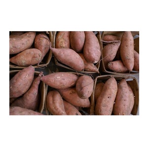 Fournisseur en gros de légumes frais de qualité naturelle, patates douces en vrac, prêts à l'exportation - Product Image 6