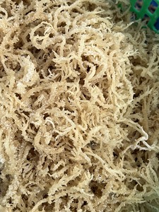 Algues de coton séchées au soleil Faible humidité Texture solide Choix fiable pour la production de carraghénane et les acheteurs en gros - Product Image 3