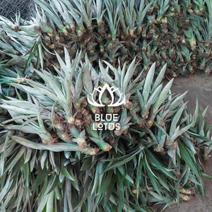 PLANTAS DE PIÑA MD2 DE VIETNAM - Product Image 4