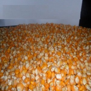 Maíz Amarillo Orgánico para Consumo Humano y Alimentación Animal, Grado 1, Maíz Seco en Bolsas de PP de 25/50 kg en Venta - Product Image 1
