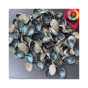 Coquille d'ormeau naturel pour la fabrication artisanale de coquillages ornements faits à la main artisanat naturel coquillage bricolage décoration bleu vert grand - Product Image 6
