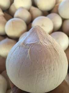 Coco Entero Pulido Premium - Seleccionado a Mano y Limpio a Máquina - Product Image 2