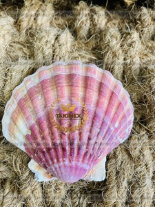 เปลือกหอยธรรมชาติสำหรับตกแต่งแขวนผนัง - Product Image 6