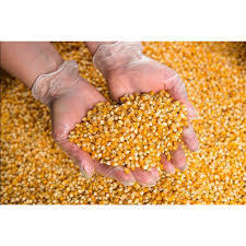 ข้าวโพดเหลืองแบบไม่ใช่พืช GMO สำหรับอาหารสัตว์ปีกและปศุสัตว์ ราคาขายส่ง - Product Image 1