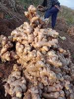 Épices fraîches de légumes racines de gingembre du Vietnam naturelles et abordables à bas prix comme Shoga/Saenggang / ANNA DO VILACONIC