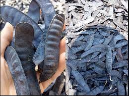 Gleditsia sinensis ผลิตในประเทศเวียดนาม // สมุนไพรธรรมชาติ100% สำหรับดูแลผมและผิวหนัง // ราคาดีที่สุดสำหรับคุณ - Product Image 5