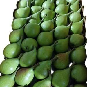 Pêres de conférence de qualité supérieure, de qualité d'exportation, sucrées, juteuses, riches en fibres, fraîches, pour la vente en gros dans la chaîne du froid mondiale - Product Image 5