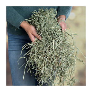 Foin de Timothy Hay EN BALLES, FOIN DE TIMOTHY ET GRANULES DE FOIN D'ALFAFA À VENDRE LUCERNE Timothy Hay POUR L'ALIMENTATION DES ANIMAUX - Product Image 4