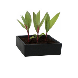 Short Square <b>Ceramic</b> Block <b>Vase</b> - 10 x 4 (Various Colors) - CBC1004 - Product Image 6