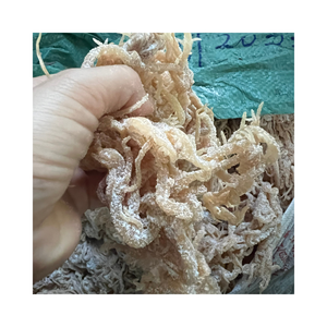 Musgo Irlandés Dorado a Granel para la Industria de Alimentos Saludables y Suplementos Dietéticos - Product Image 1