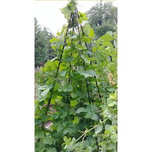 Pergola de jardin en forme d'obélisque de 180 cm avec treillis décoratif pour plantes grimpantes, clôtures et portails - Product Image 4