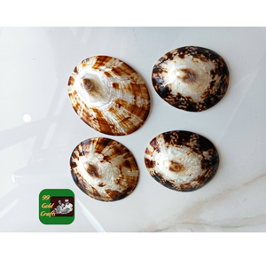 Conchas de Limpet Eco Friendly para hacer joyas artesanías hechas a mano y decoración de la colección de playa de Vietnam - Product Image 1