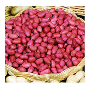 Noyaux d'arachides naturels de qualité supérieure séchés et nettoyés pour conserver un arôme frais, parfaits pour les producteurs de beurre d'arachide et de snacks - Product Image 3