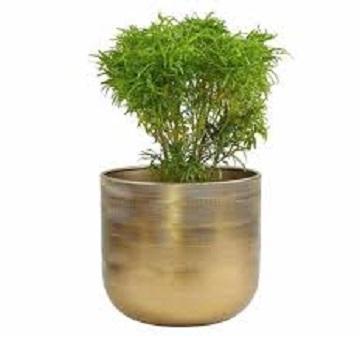 ตามที่แสดง