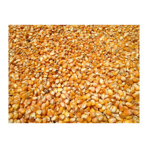 Maïs de maïs jaune pour la consommation d'aliments pour humains et animaux, maïs jaune pour l'alimentation de volaille - Product Image 5