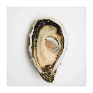 Ostras Kaki Frescas de Granja de Alta Calidad con Concha, Precio Bajo, Paquete a Granel de 25 kg, Almacenamiento Congelado - Product Image 3