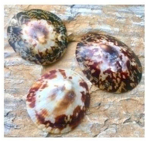 Coquillages de bivalves Coquillages de bivalve et coquillages d'allaitement pour l'exportation et la vente au détail - Product Image 1