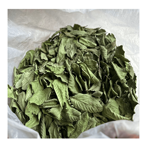 Feuilles de goyave séchées, matière première naturelle de feuillage de goyave, adaptée à la préparation de tisanes et au traitement des boissons, provenant du Vietnam. - Product Image 3