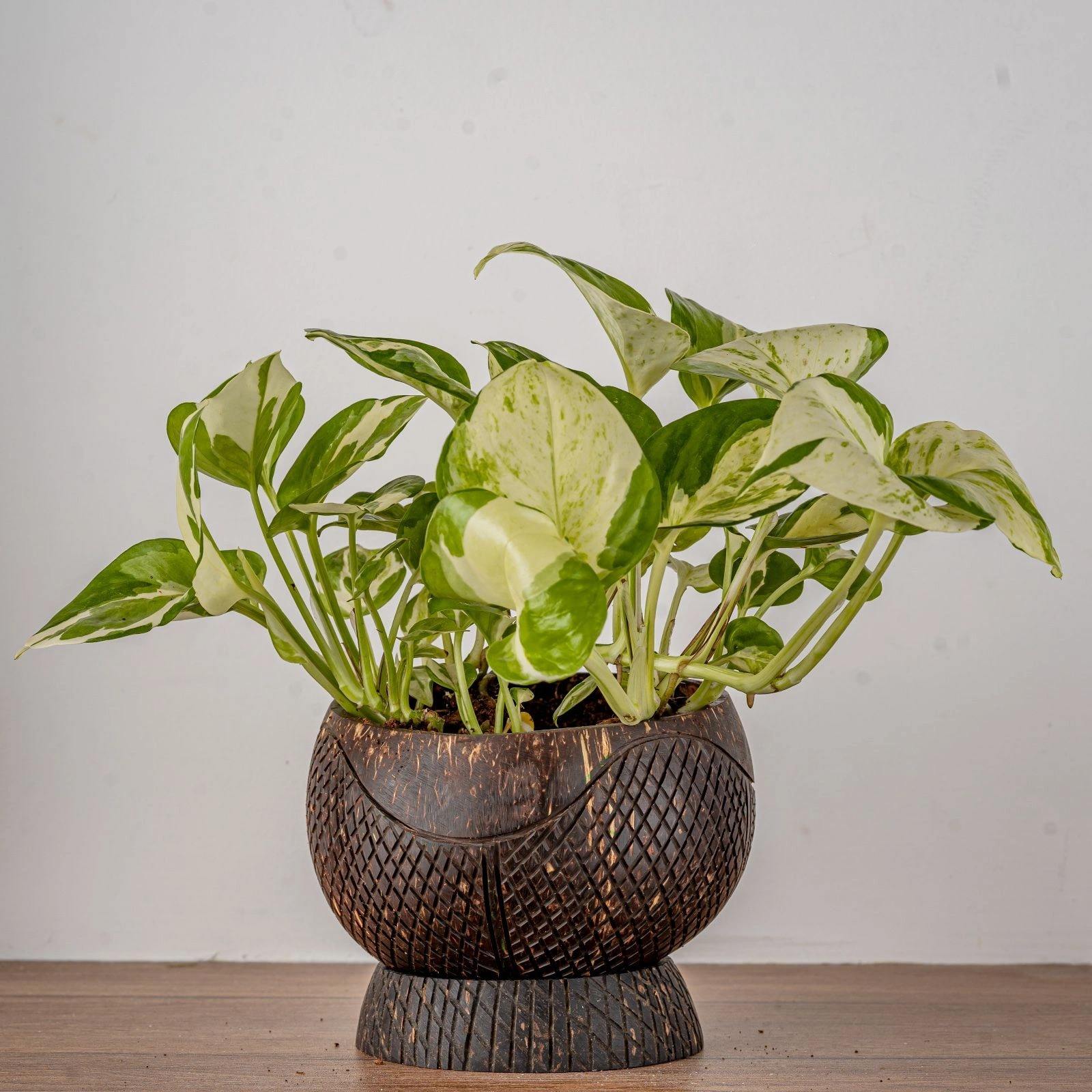 ธรรมชาติ