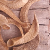 Jouets à mâcher naturels pour chiens HA HANDICRAFT en corne de buffle véritable séchée, écologiques, simples, grands, pour l'intérieur, en polybag et carton