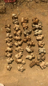 รากขิงอบแห้งจำนวนมากจากเวียดนามผลิตภัณฑ์ทางการเกษตรของบริษัท Bao Tram Anh - Product Image 3