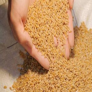 Sémola de trigo Durum, espátula francesa, en venta - Product Image 4