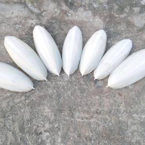 Os de seiche Hai Piao Xiao pour la fabrication de médicaments en provenance du Vietnam - M. Lucas - Product Image 6