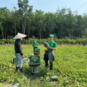 Bebida de Jugo de Sandía VINUT 330ml, Caja de 24 Latas, Lista para Enviar, Muestra Gratuita, OEM/ODM, Marca Privada - Product Image 2