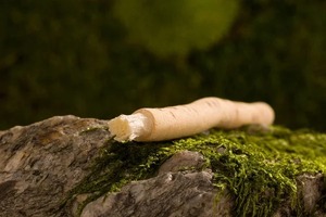 PureWaveX, palo de dientes de hierbas naturales, blanqueamiento orgánico, salud de las encías, higiene Dental respetuosa con el medio ambiente, limpieza bucal fresca Miswak - Product Image 2