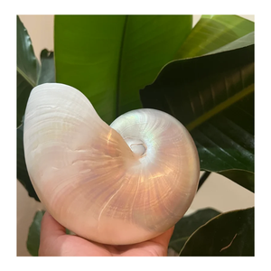 Chambered Nautilu Conch Shell Tiger Chambered Beautiful Giant Seashell pour Home Decor Display Shell Seashell Parnment-Caryln - Product Image 4