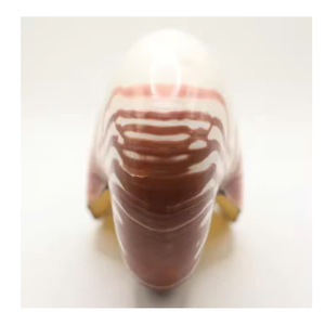 Nautilus Shell Art de style côtier du Vietnam pour les armoires de collection et les présentoirs élégants pour la maison - Product Image 1