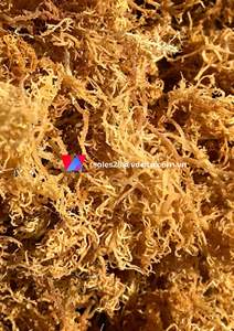 Cápsulas de musgo marino orgánico/musgo marino irlandés de Vietnam/Shyn Tran - Product Image 3