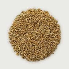 Semillas de Canario - Product Image 2