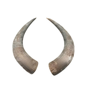 Cabeza de vaca hecha a mano de alta calidad con cuerno de lujo Animal único Decoración para el hogar Técnica pulida Precio al por mayor - Product Image 3