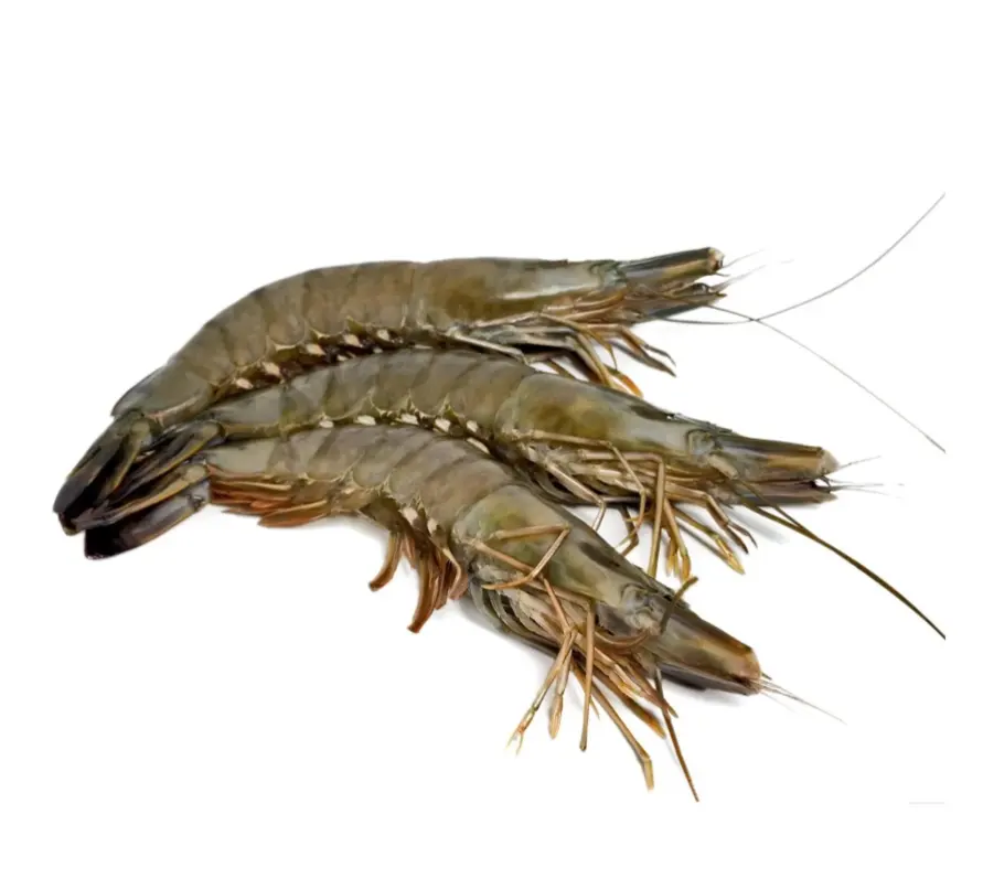 High Quality Price Exporting Delicious Freshwater Live Fresh Seafood Healthy Food Frozen Tiger Shrimp