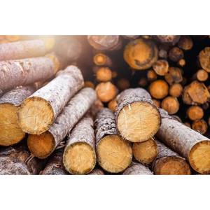 Madera blanda a granel, madera asequible, fresca y duradera para aplicaciones industriales - Product Image 1